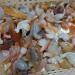 Natural Crystal Rough Natural Quartz Crystal 1pcs Natural Agate Snail Agate playthings Small Stones and Crystals Crystals Home Office Decor - Buy Online on GoSupps.com