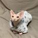 TENGTUD Hairless Cat Clothes Sphynx/Devon Cat Autumn And Winter Thicken With Hat Clothes-M - Buy Online on GoSupps.com