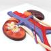 Human Urinary System Model-Ureter Bladder and Urethra Model-This Model is Composed of Kidney Ureter Bladder Bladder Arteries and Veins - Buy Online on GoSupps.com
