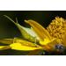 Raynox DCR-150 Snap-On Macro Lens - Enhance Your Photography with Precision - Buy Online on GoSupps.com