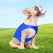 Dog Cooling Vest Harness | Swamp Cooler Evaporative Coat for Hot Weather | Ice Silk Breathable Shirt for Dogs | Pet Anxiety Relief | Size Small - Buy Online on GoSupps.com