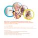 Professional Face Body Paint Kit - 12 Colors with Brushes | Safe Halloween Makeup Palette for Parties & Body Art - Buy Online on GoSupps.com