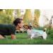 TVMall Dog Cooling Vest - Breathable Mesh Jacket for Summer | Adjustable Reflective Strip | Fits Large Medium & Small Dogs | New Blue - Buy Online on GoSupps.com