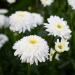 Alteya Organic Roman Chamomile Oil 10ml | 100% USDA Organic Essential Oil - Buy Internationally - Buy Online on GoSupps.com