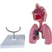 Human Lung Model Human Nasal Cavity Throat Anatomy Model Lung Model Teaching Tool Study Tools for Anatomy and Physiology Students Display Teaching Tool