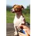 Dog Nail Clippers Dog Nail Clippers and Trimmer with Safety Guard to Avoid Over Cutting Professional Pet Nail Clippers with Nail File for Small Medium Large Breeds - Buy Online on GoSupps.com