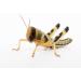Livefoods4u Medium Locust Live Food (12-20mm) - Perfect for Reptiles - Sustainably bred (Tub of 50) - Buy Online on GoSupps.com