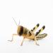 Livefoods4u Medium Locust Live Food (12-20mm) Bag of 100 - Perfect for Reptiles and Lizards - Sustainably bred