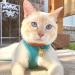 Pupteck 2 PCS Soft Leather Cat Kitten Collar - Vibrant Colors for Stylish Pets - Buy Online on GoSupps.com