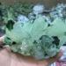 Room Decoration 300-800g Natural Green Ghost Phantom Quartz Crystal Cluster Rock Stones and Crystals Specimen Home Decor NaturalReiki Decoration (Size : 200-300g) - Buy Online on GoSupps.com