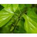 cn herb 250g Mulberry Leaf Tea Grows Naturally and Is Artificially Stepped on In Mulberry Leaf Bulk - Buy Online on GoSupps.com