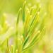 Weleda Rosemary Invigorating Bath Milk 200ml - Natural Bath Soak for Refreshed Skin - Buy Online on GoSupps.com