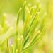 Weleda Rosemary Conditioning Hair Oil 1.7 fl oz | Nourishing Hair Care - Buy Online on GoSupps.com