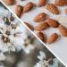 Buy BIOPROP Almond Oil 1 Liter - Pure Natural and Cold Pressed | International Shipping Available - Buy Online on GoSupps.com
