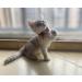 Hepplly 6-Pack Reflective Cat Collars Quick Release with Bell - Orange Kittens | International Shipping - Buy Online on GoSupps.com