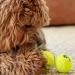 SPORTSPET Tennis Balls for Dogs - Extra Bouncy - Non Toxic - Durable - Long Lasting - Floats (12 Pack) (63.6mm) - Buy Online on GoSupps.com
