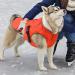 EMUST Waterproof Winter Dog Coat with Warm Fleece Lining | Orange | X-Large (S-3XL) - Buy Online on GoSupps.com