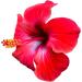 RevitaLean - Acerola Detox & Cleansing Tea - With Japanese Cherry Blossom - Buy Online on GoSupps.com