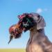 Romneys Pheasant Dummy 500g | Real Plumage & Feather Training Dummy for Hunting Dogs | Floatable Wild Dummy - Buy Online on GoSupps.com