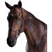Collegiate 2021 Comfitec Crystal Bridle 80770 - Black Warmblood | Premium Equestrian Gear for International Shipping - Buy Online on GoSupps.com