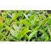 Shanlinxi Four Season Tea - 150g - Buy Online on GoSupps.com