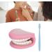 Dental Care Model for Kids | Flexible False Teeth for Speech & Language Development - Buy Online on GoSupps.com