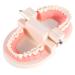 Model Teeth Dental Study - 10x8x7 PVC Teaching Aid for Kids | Learn to Brush Teeth - Buy Online on GoSupps.com