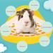 Kathson Triangular Potty Trainer for Small Pets - Ideal for Guinea Pigs Rabbits Hamsters & More | Corner Hay Toilet & Litter Box in Yellow - Buy Online on GoSupps.com