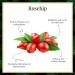 Good Vibes Rosehip Face Serum - Hydrating Natural Formula for All Skin Types | Paraben & Sulfate Free - 30 ml - Buy Online on GoSupps.com