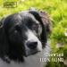 Chewies Chewing Bone Dog Toys - 100% Natural Olive Wood | Durable & Safe | Size S for Dogs up to 10 kg - Buy Online on GoSupps.com