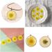 50pcs Natural Dried Daisy Flowers - Vacuum Packed for Decoration & Jewelry Making (5 Colors) - Buy Online on GoSupps.com