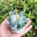 Room Decoration 1pc Natural Green Phantom Quartz Crystal Cluster Yellow Citrine Stone Ornaments 300G-900G for (Color : 1pc390g-470g Size : 1PC) 1PC 1pc390g-470g