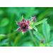 Cinquefoil Herb Tea | Comarum Palustre | Potentille Des Marais Herbe Tisane Health Embassy (100g) - Buy Online on GoSupps.com