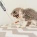BiuCat 7 in 1 USB LED Pointer Toy for Cats & Dogs - Rechargeable Interactive Pet Toys (2 Pack) - International Shipping - Buy Online on GoSupps.com
