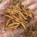 3 Gram 100% Wild Himalayan Cordyceps Sinensis Chinese Caterpillar Fungus Cordyceps Sinensis Wild Cordyceps Dong Chong Xia Cao Memory Support Immune Support Natural Organic Herbal Supplements. - Buy Online on GoSupps.com