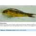 Sera Med Professional Protazole 100 ml - Effective Treatment for Fish Skin Parasites | Aquarium Medicine - Buy Online on GoSupps.com