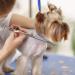 Dream Reach 7 Professional Pet Grooming Curved Scissors - Japanese Steel Shears for Dog, Cat & More (7 inch) - Buy Online on GoSupps.com