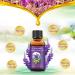 Xnuoyo 30ml Lavender Oil - 100% Pure & Natural Essential Oil for Diffusing & Aromatherapy - Organic Glass Bottle with Pipette - Buy Online on GoSupps.com