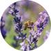 Living Libations - Organic Lavender Essential Oil | Natural Wildcrafted Clean Beauty (0.5 fl oz | 15 ml) Lavender 0.5 Fl Oz (Pack of 1) - Buy Online on GoSupps.com