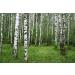 Birch Bark Tea | Betula L | corce De Bouleau Tisane | Health Embassy (200g) - Buy Online on GoSupps.com
