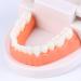 FGXY Standard Tooth Model - Educational Dental Model for Kids | Ideal for Dentists & Hospitals | Enhance Brushing Techniques - Buy Online on GoSupps.com