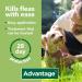 Advantage 100 Flea Spot On Treatment For Dogs 1 Pipette 1.0ml 4-10kg - Buy Online on GoSupps.com