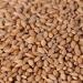 Organic Einkorn Wheat Berries 3lbs - Ancient Grain Superfood (1 Pack) - Buy Online on GoSupps.com