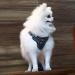 Suredoo Adjustable Dog Harness - No Pull Reflective & Breathable | XS Gray for Large Medium & Small Dogs & Puppies - Buy Online on GoSupps.com