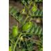Organic Sproutable Whole Red Lentils 5lb - Non-GMO, Vegan & Kosher - High Protein & Fiber - Ideal for Soups, Stews & Curries - Buy Online on GoSupps.com