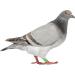 600 Pcs Pigeon Foot Ring Chicken Foot Ring Baby Large 1X0.5cmx3pcs Colorfulx3pcs - Buy Online on GoSupps.com