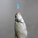 FREGITO Fishing Lures 12pcs Colorful Casting Spinner Hard Baits Tackle with Single Hook - Trout Bass Salmon Freshwater Saltwater - Metal Hooks - Multiple Colors - Buy Online on GoSupps.com