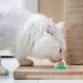 Cat Snacks Catnip Sugar Energy Lick Balls Nutrition Snacks Cat Treats Natural Licking Sugar Snacks Balls 1 Piece - Buy Online on GoSupps.com