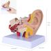 1.5 Times Human Ear Anatomy Model - Joint Simulation Model - Buy Online on GoSupps.com