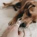 Shop Lila Loves IT Dog Toothbrush - Antibacterial Micro-Fleece Dental Care Fingerling for Healthy Gums | International Shipping - Buy Online on GoSupps.com